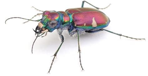 Image result for Python Tiger Beetle
