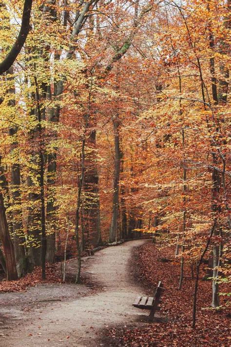 Image result for Leuvenumse Bos