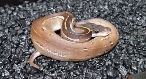 Image result for Head of Ball Python Red