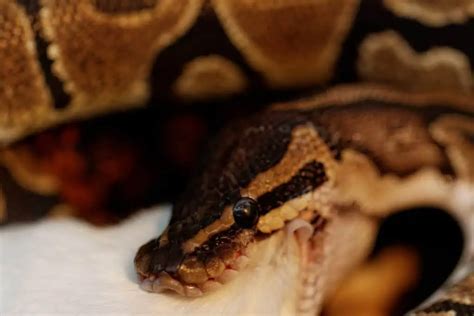 Image result for Ball Python Feeding Meme