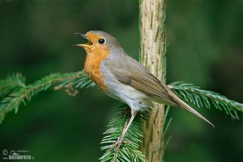 Image result for Robin Engine Drive Unit