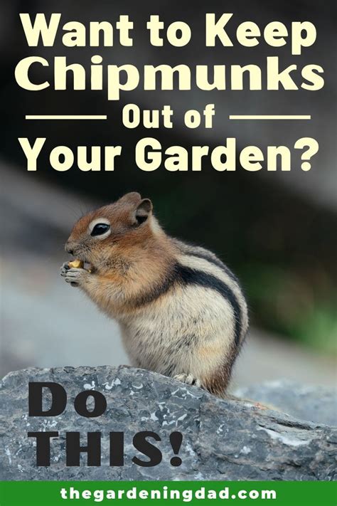 Afbeeldingsresultaten voor How to Keep Chipmunks From Garden