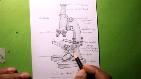 Afbeeldingsresultaten voor Draw a Compond Microscope