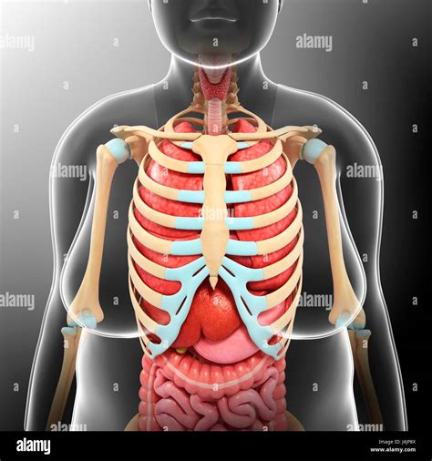 Afbeeldingsresultaten voor Torso Extremity Protection MSV