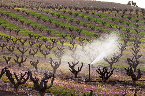 Image result for Edge Impulse Vineyard Irrigation