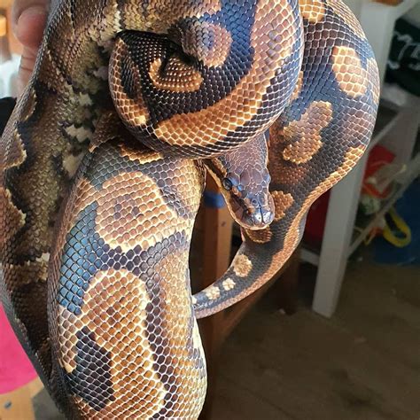 Image result for YB Ball Python