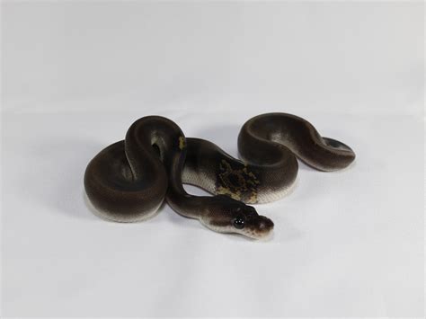 Image result for Super Sable Ball Python