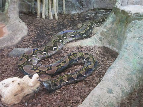 Image result for What Is a Reticulated Python