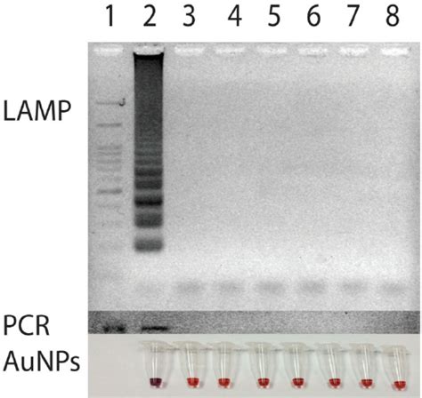 Lamp PCR に対する画像結果