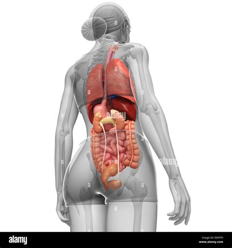 Image result for Female Skeleton Internal Anatomy