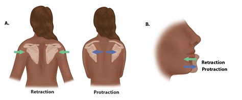 Bildergebnis für Protraction Muscles