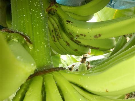 Image result for Banana Leaf Moth
