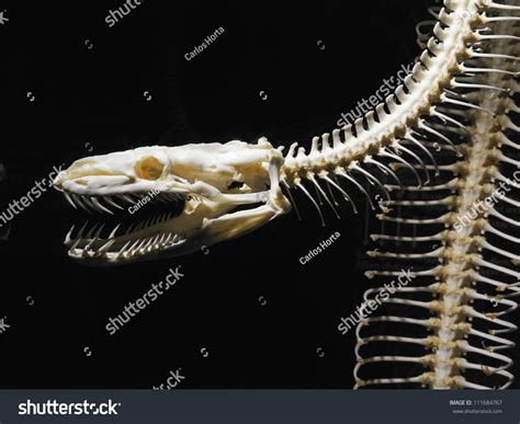 Python Skull Muscle Anatomy に対する画像結果