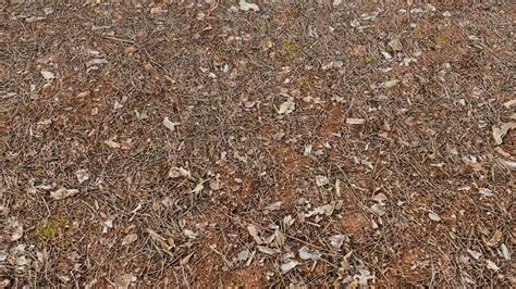 Image result for Forest Map Texture