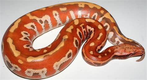 Image result for Blood Python Mating