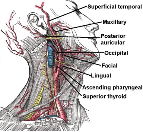 Common Carteroid Artery に対する画像結果