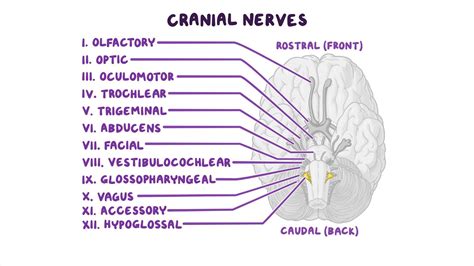 Image result for Cranial Nerves Brain Diagram
