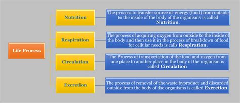 Image result for Life Processes Class 10 Flow Chart