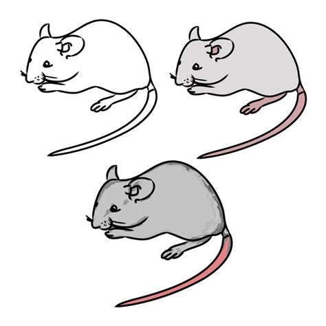 Image result for Lab Mouse Schematic