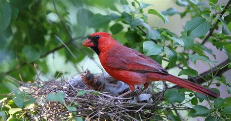How to Build a Cardinal Nest に対する画像結果