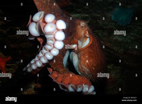 Image result for Octopus Siphon