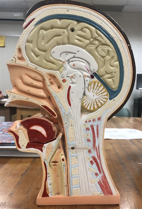 Image result for Brain Model Description Card