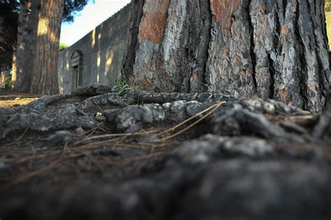 Afbeeldingsresultaten voor How to Plant around Pine Tree Roots