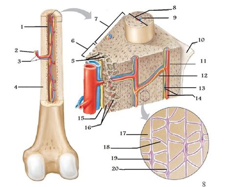Compact Bone Labeling Worksheets に対する画像結果