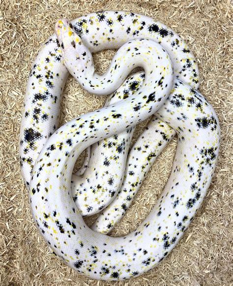 Cow Reticulated Python ಗಾಗಿ ಇಮೇಜ್ ಫಲಿತಾಂಶ