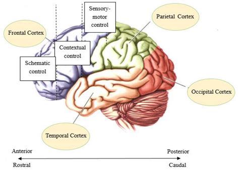 Image result for Prefrontal Cortex Temporal Lobe