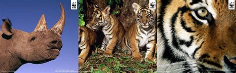 Toradh íomhá ar WWF Merchandise