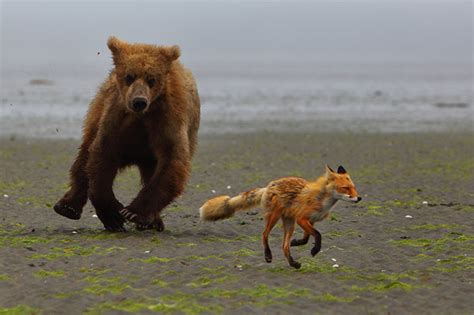 The Chase | Alaskan Brown Bear and Red Fox - Katmai National Park ...