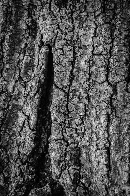 Image result for Tree Bark Pattern Black and White