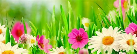 Image result for Spring Dual Monitor Wallpaper