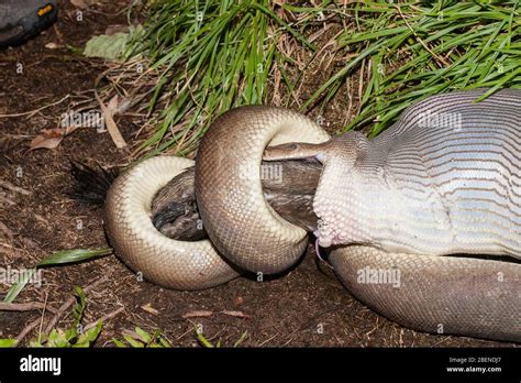 Toradh íomhá ar Python Eating Rock Walkaby