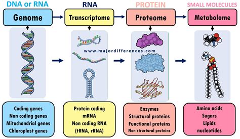 Image result for Genome vs Transcriptome