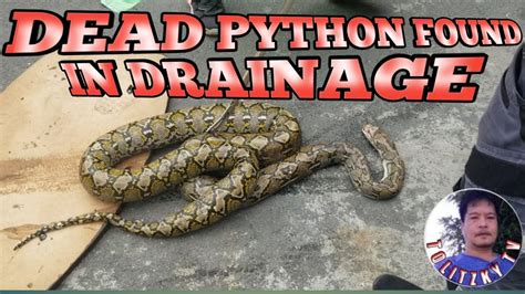 Toradh íomhá ar Dead Python Head