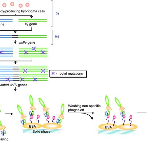 Image result for Affinity Maturation Method
