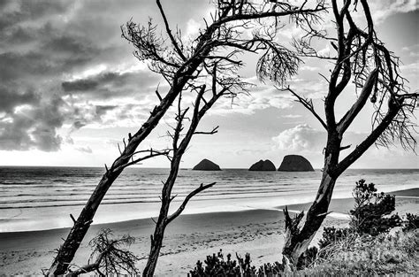 Toradh íomhá ar Black and White Tree Reflection