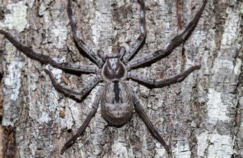 Image result for Huntsman Spider Arizona
