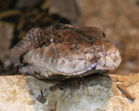 Image result for What Is a Reticulated Python