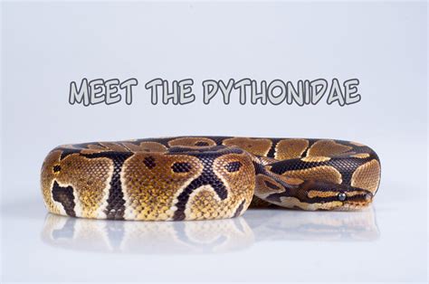 Afbeeldingsresultaten voor Pythonidae