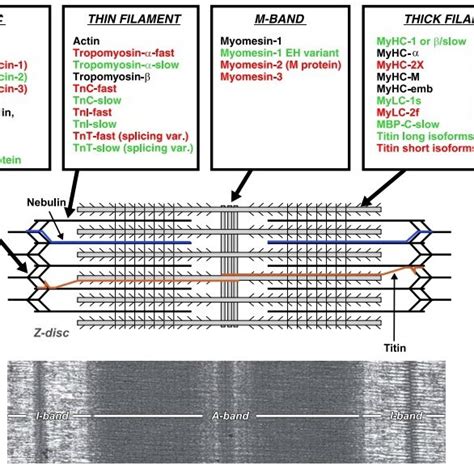 Image result for Sarcomere Myofibril Diagram