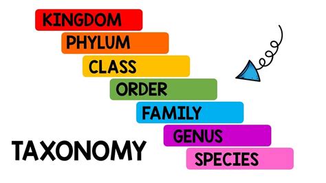 Image result for What Is Taxonomy for Kids