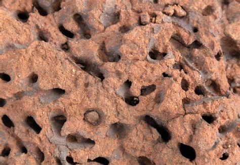 Image result for Ant Tunnels