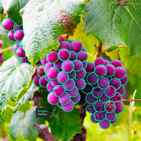 Image result for Computer Vision Vegitable