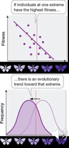 Evolution Types of Selection Answer Key に対する画像結果
