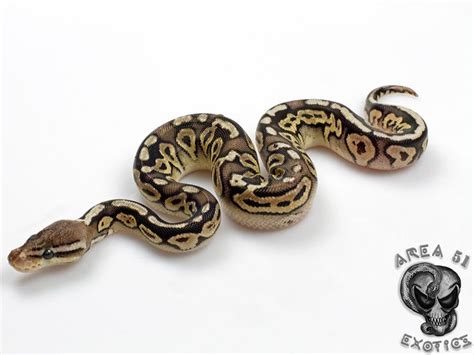 Toradh íomhá ar Axanthic Pewter Ball Python