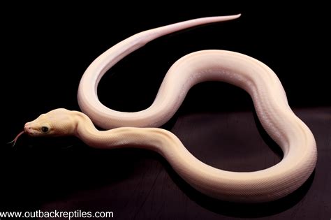 Image result for Baba Na Ivory Python