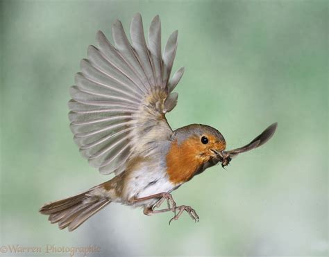 Image result for Robin Bird Flying